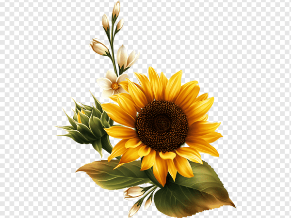 Transparent Yellow Sunflower- A Bright and Cheery Flower