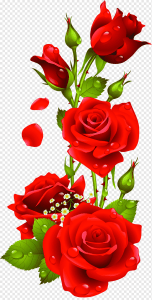 Red Rose PNG